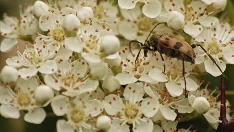 昆蟲食用白花的皮拉坎塔 (pyracantha firethorn)