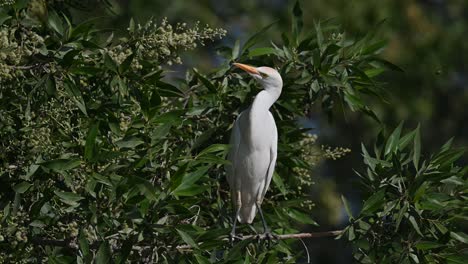 Cattle-egret-wandering-on-the-marsh-land-trees-of-Bahrain-back-waters-for-food