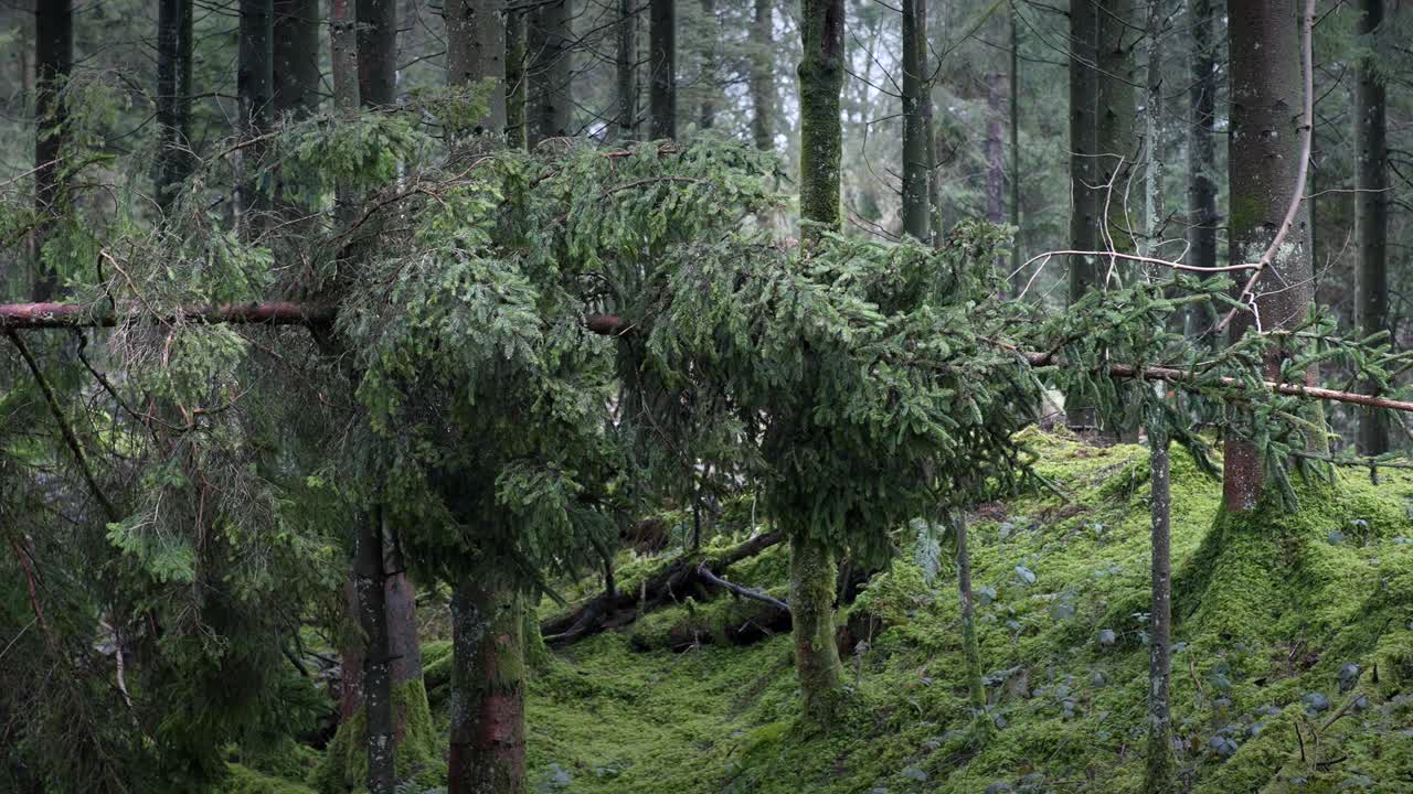 después de la tormenta cayó el pino en el bosque 4k
