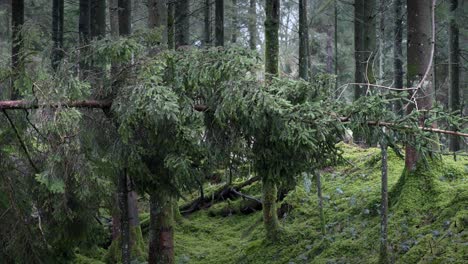 Post-Storm-Fallen-Pine-Tree-In-Forest-4K