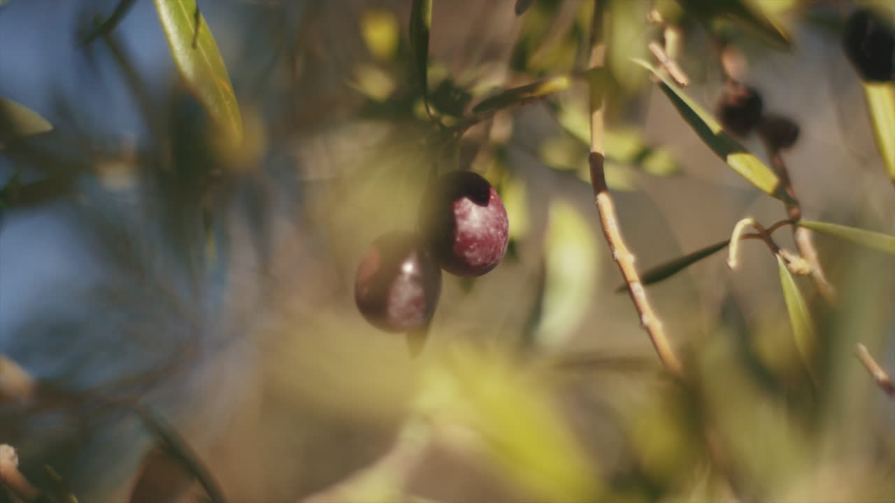 Harvesting Olives