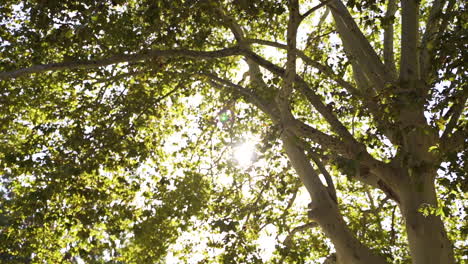 slow motion dolly of bright sun shining through leafs on tree branches