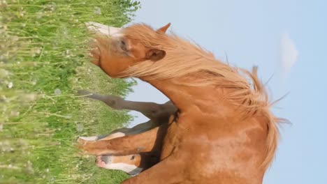 a family of horses graze peacefully on a green meadow beautiful horses in the frame a family of horses graze peacefully on a green meadow beautiful horses in the frame