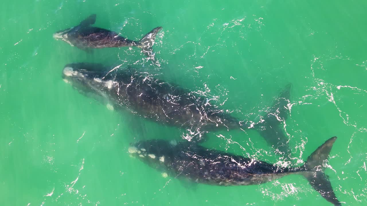 Southern Right Whales swimming on the surface - Drone