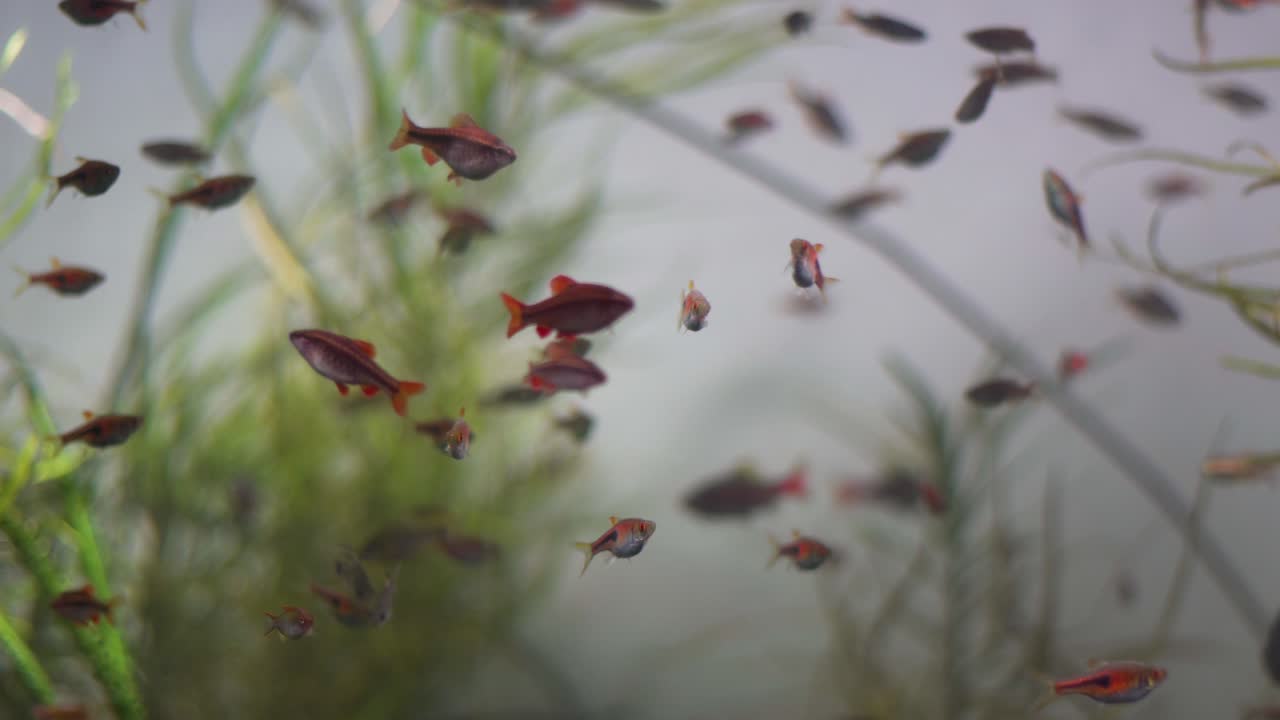 primer plano de muchos pequeños peces rojos nadando en un acuario en la academia de ciencias en san francisco california, agua transparente y plantas verdes en el fondo