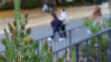 adenanthos sericeus with blurred people in background