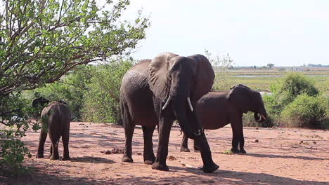 African-Bush-Elephant-matriarch-inspects-safari-guests-and-walks-away