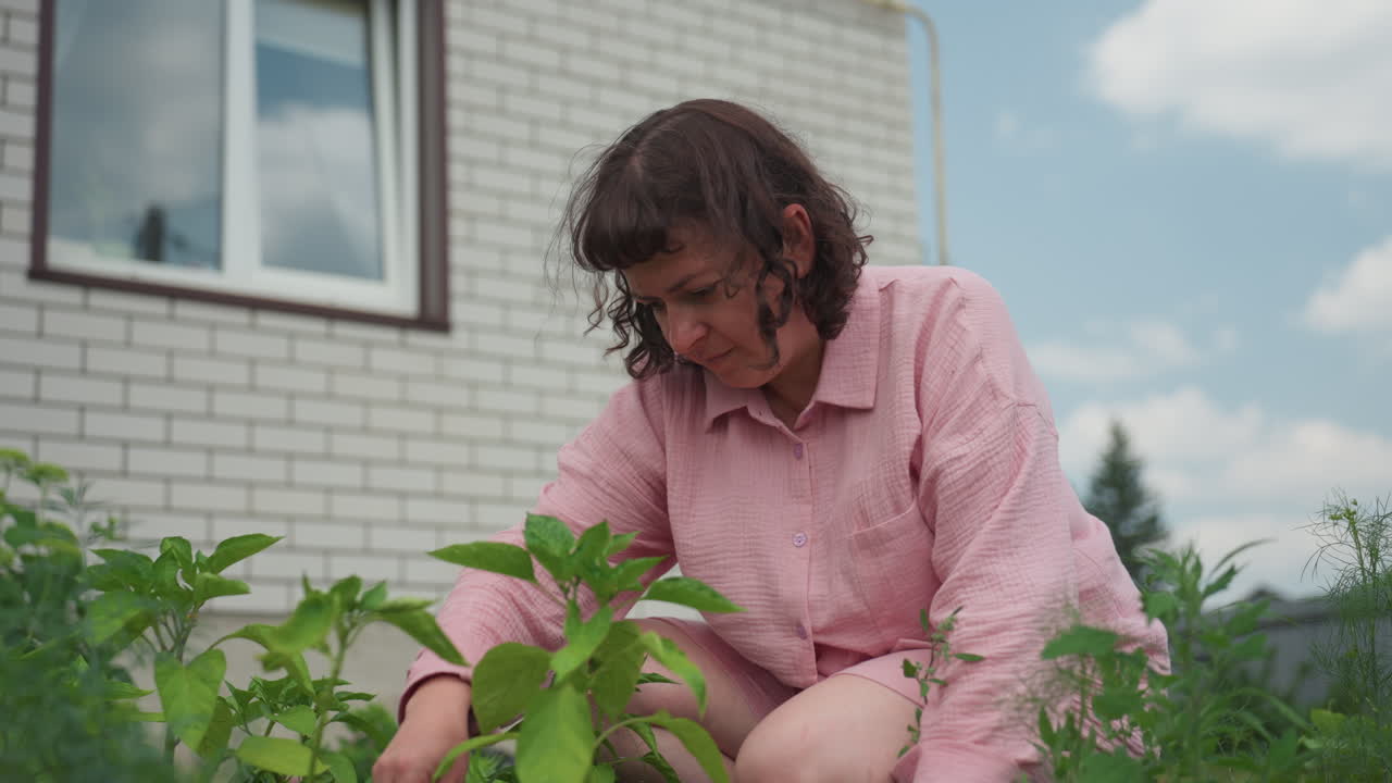 White Woman Tending Backyard Plants And Seedlings In Closeup Shot, Focused Vegetable Care By Brick Cottage Window With Summer Sky, Calming SlowGarden Ritual Highlighting Soil, Hands And Pink Shirt