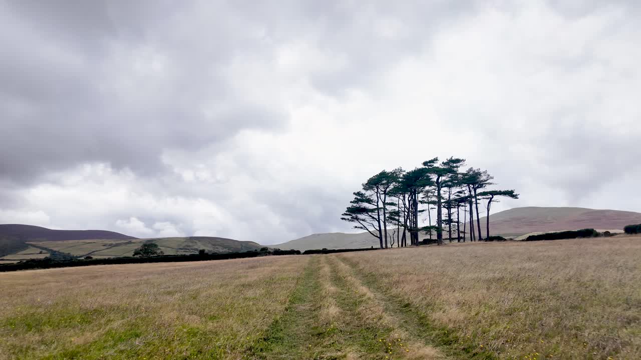 Grassy field path leading towards a group of pine trees on a cloudy day in Maughold