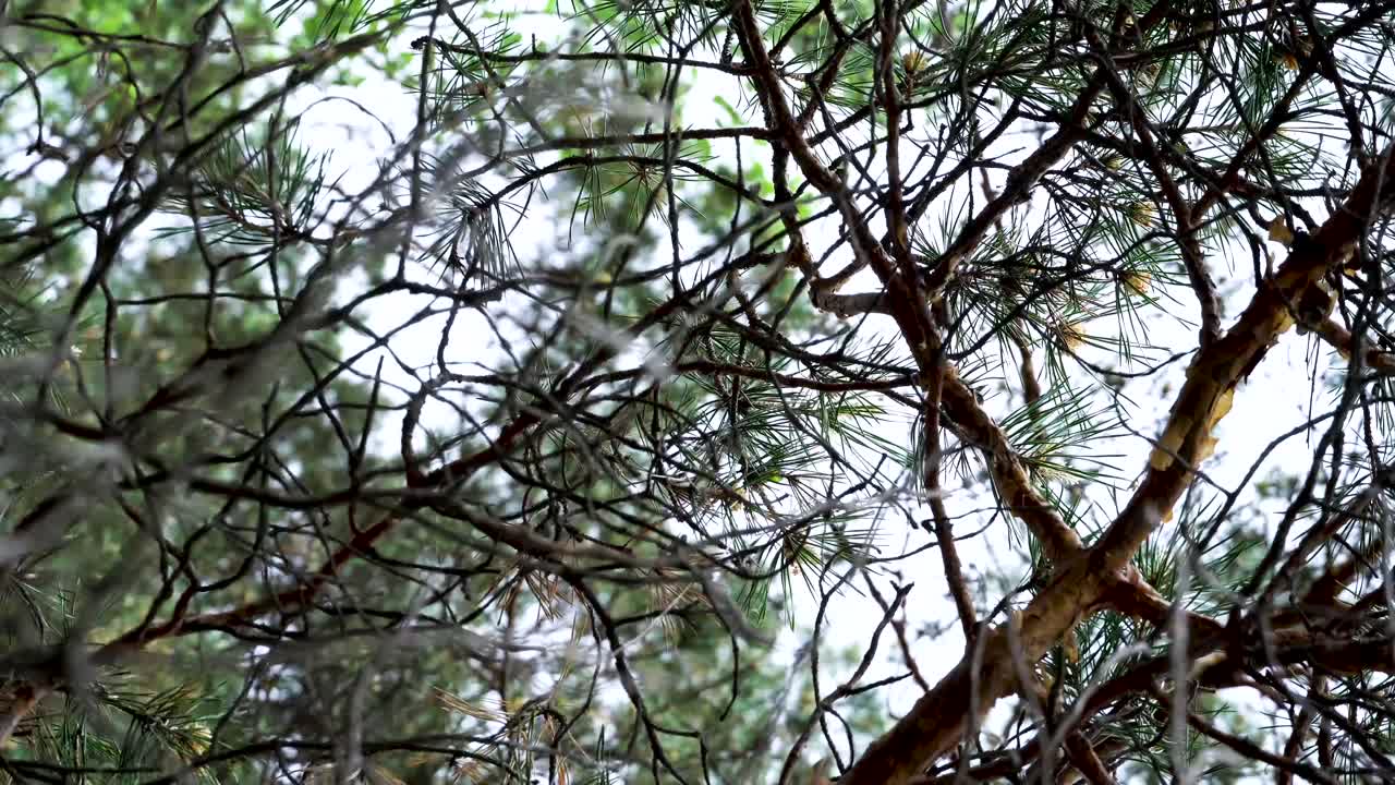 ramas de pino y dosel