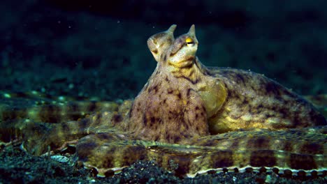 wunderpus polvo lembeh indonésia 4k 25fps