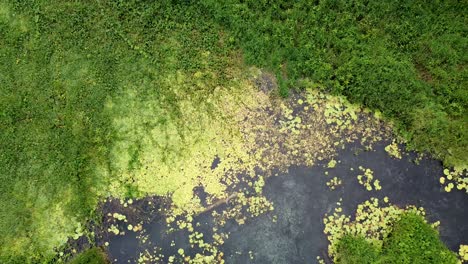 Rising-above-stream-river-covered-in-dense-algae-bloom-and-green-lilies-in-remote-crocodile-natural-habitat-of-wetlands-landscape