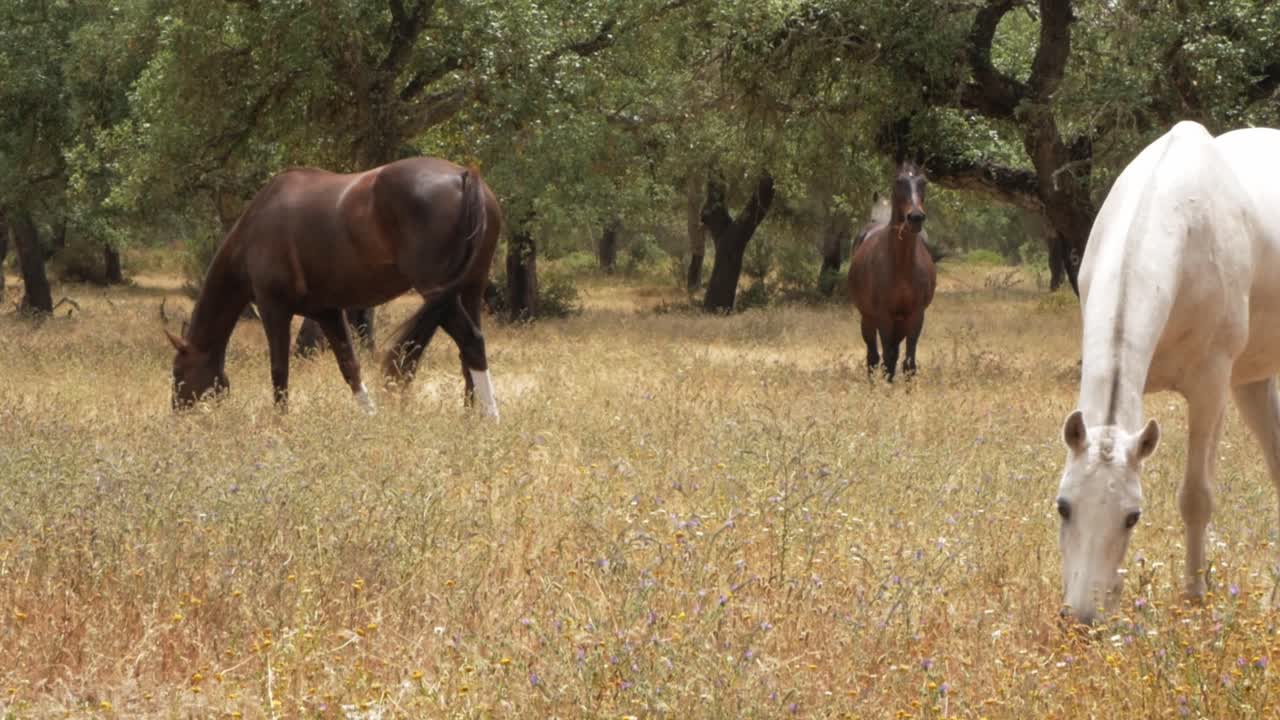 Scena serena di cavalli da ranch al pascolo in un campo del Ribatejo, Portogallo