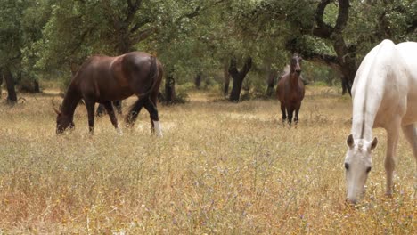 Escena-Pacífica-De-Caballos-De-Rancho-Pastoreando-En-El-Campo-De-Ribatejo,-Portugal