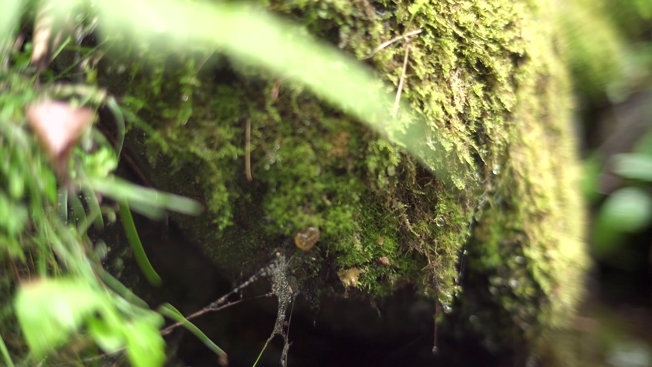 Acqua che gocciola da una roccia muschiosa nella foresta.