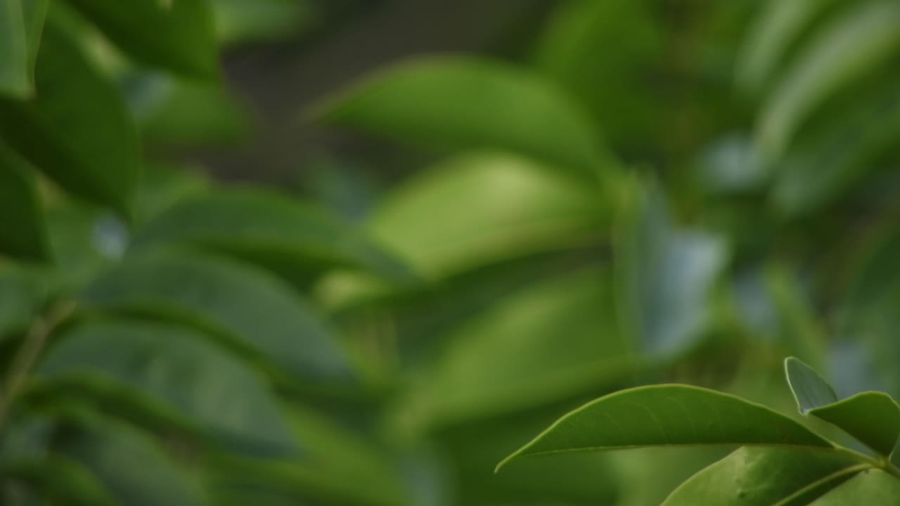 hojas de árbol con fondo borroso profundidad de campo, meditación en movimiento lento y tranquilo fondo verde esmeralda
