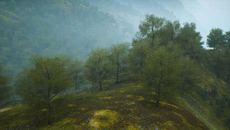 small-green-trees-on-hills-in-fog
