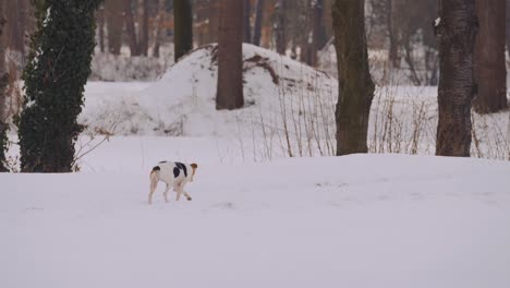 black spotted dog walking through a snowy forest - medium shot, slow motion