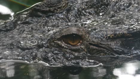 crocodile swim on a lake high quality 4k footage