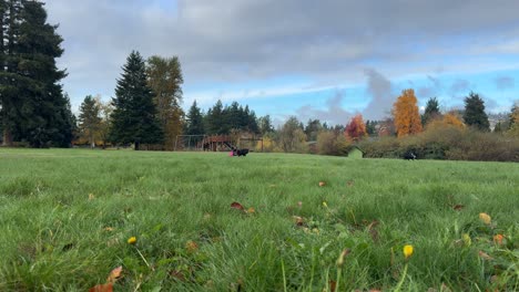 Hunde-Spielen-Frisbee-Im-Grasbewachsenen-Park