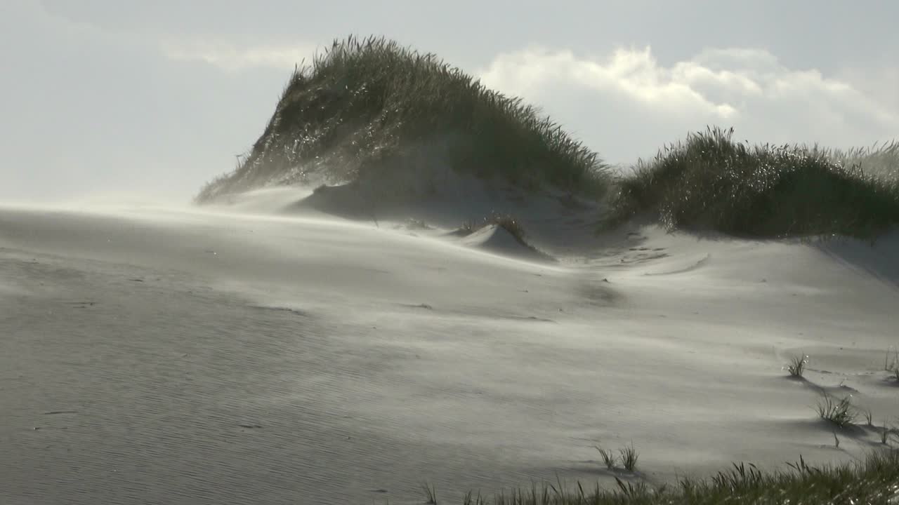 Sand dunes with dune grass in the storm of the North Sea, hiking dunes, dike protection, Sondervig, Jutland, Denmark, 4k