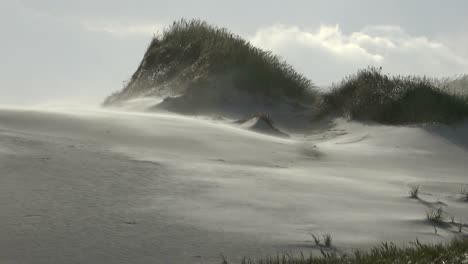 sand dunes with dune grass in the storm of the north sea, hiking dunes, dike protection, sondervig, jutland, denmark, 4k