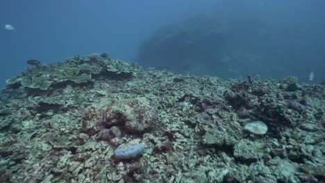 Arrecife-De-Coral-Blanqueado-Muerto