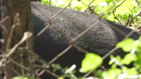 estómago de cerdo animal salvaje negro