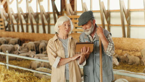 portrait of happy old caucasian married couple of farmers talking and watching something funny on a tablet in stable with sheep flock