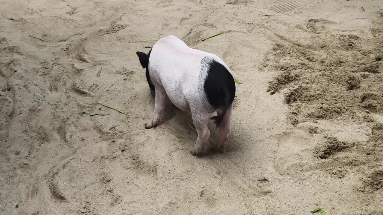 모래 속의 돼지