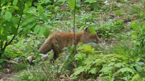 Cute-red-fox-cub-stands-in-the-grass-and-looks-at-the-camera