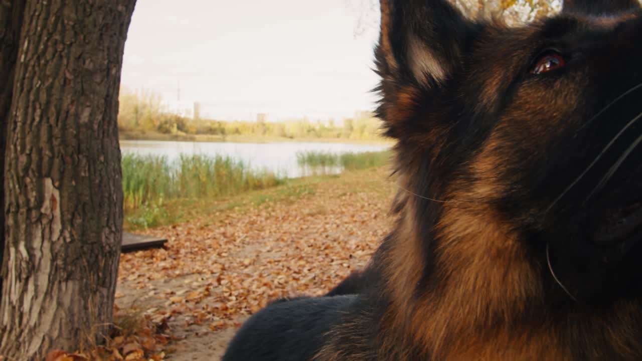 German Shepherd in Autumn Park