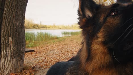 german shepherd in autumn park