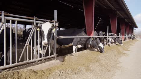 modern farm cowshed with dairy cows eating hay, dairy farm