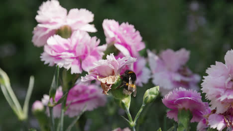 close up video of a honey bumble bee collecting pollen from pink and purple carnation flowers, on a sunny summers day