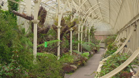 글래스네빈 더블린에 있는 아일랜드 국립 식물원 (national botanic gardens of ireland) 의 울창한 초록색을 가진 온실