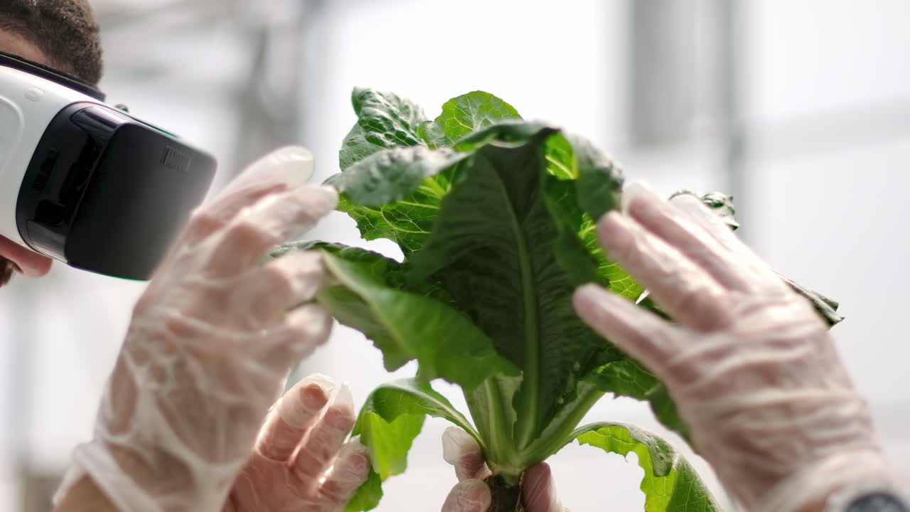 Two laboratory technicians in white coats wearing Virtual Reality headsets, analysing lettuce grown with the Hydroponic method in a greenhouse