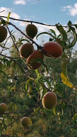 melocotones en una rama de árbol