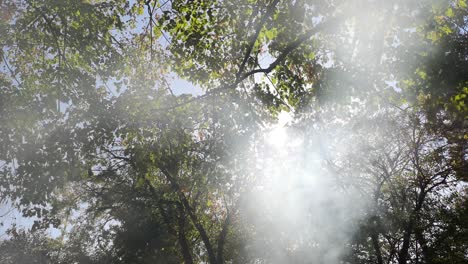 los rayos del sol brillan con humo a través del árbol
