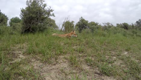 Lazy-red-fox-stands-up-and-walks-away