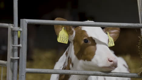 cute young calf staring through bars of its holding pen, yellow ear tags