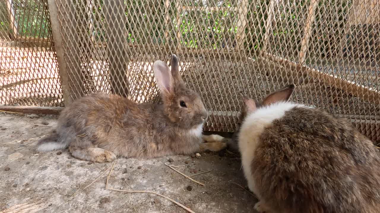 농장 케이지에서 휴식을 취하고 상호 작용하는 토끼