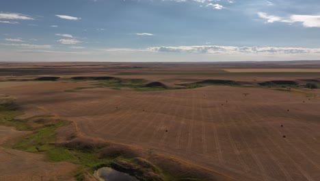 vidéo de drone des terres agricoles touchées par la sécheresse dans les prairies du sud de l'alberta