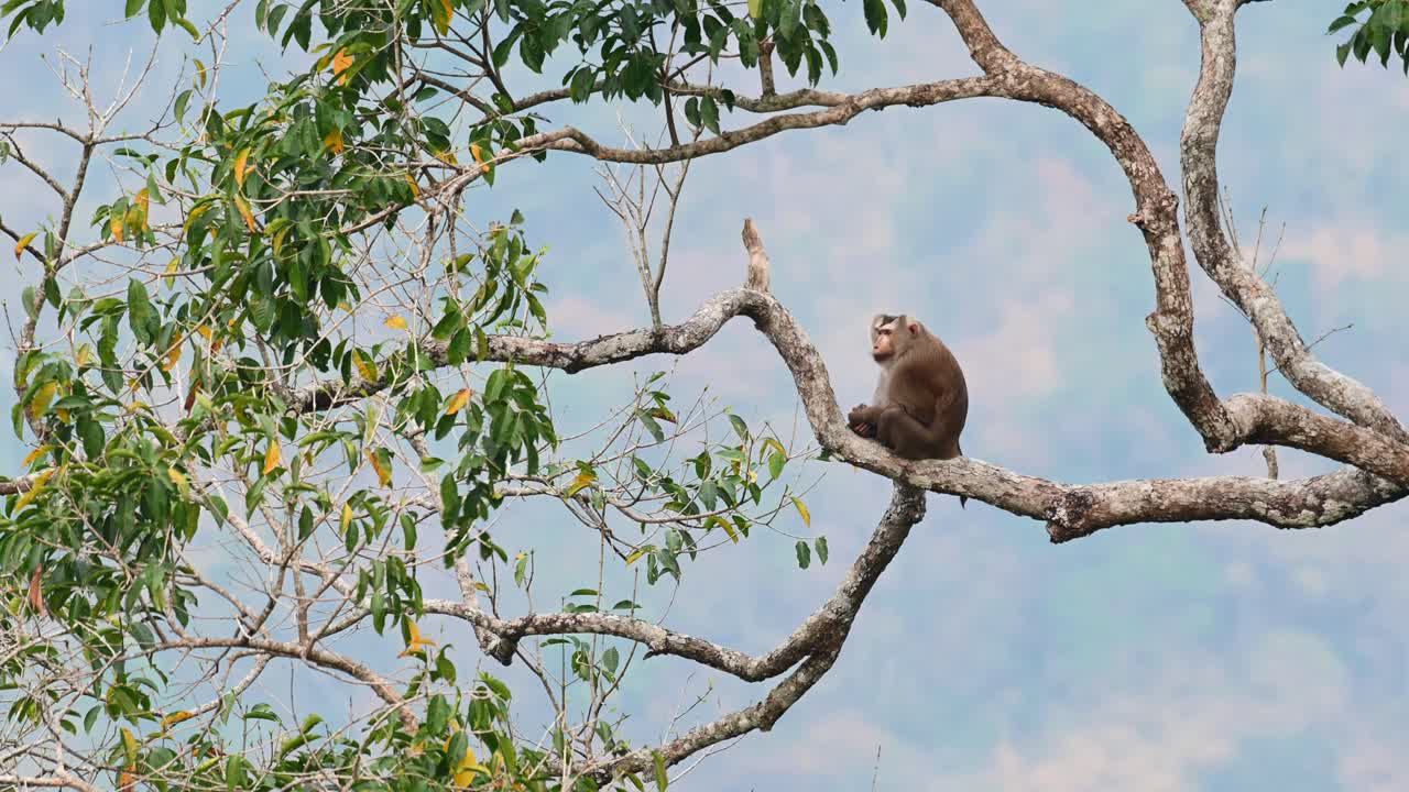 macaco de cola de cerdo del norte, macaca leonina, tailandia