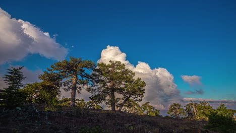 toma de ángulo bajo de árboles en la cima de una colina con movimiento de nubes blancas en el lapso de tiempo durante el día