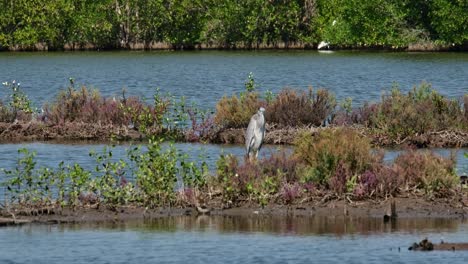 Camera-tilts-down-to-reveal-this-bird-in-the-middle-as-a-Collared-Kingfisher-flies-to-the-left-at-the-background,-Grey-Heron-Ardea-cinerea,-Thailand