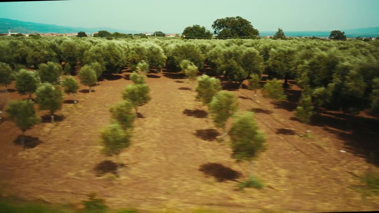 Ulivi per l'olio extra vergine d'oliva calabrese visti dal treno