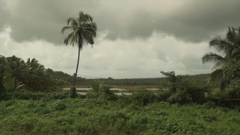 dark clouds in the sky and a palm tree surrounded by shrubs