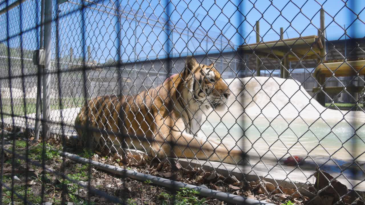 approach bengal tiger laying on ground against enclosure fence