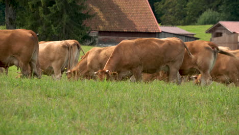 Herde-Von-Milchkühen,-Die-An-Sonnigen-Tagen-Im-Landkreis-Zielenica,-Polen,-Gras-Auf-Dem-Vieh-Fressen